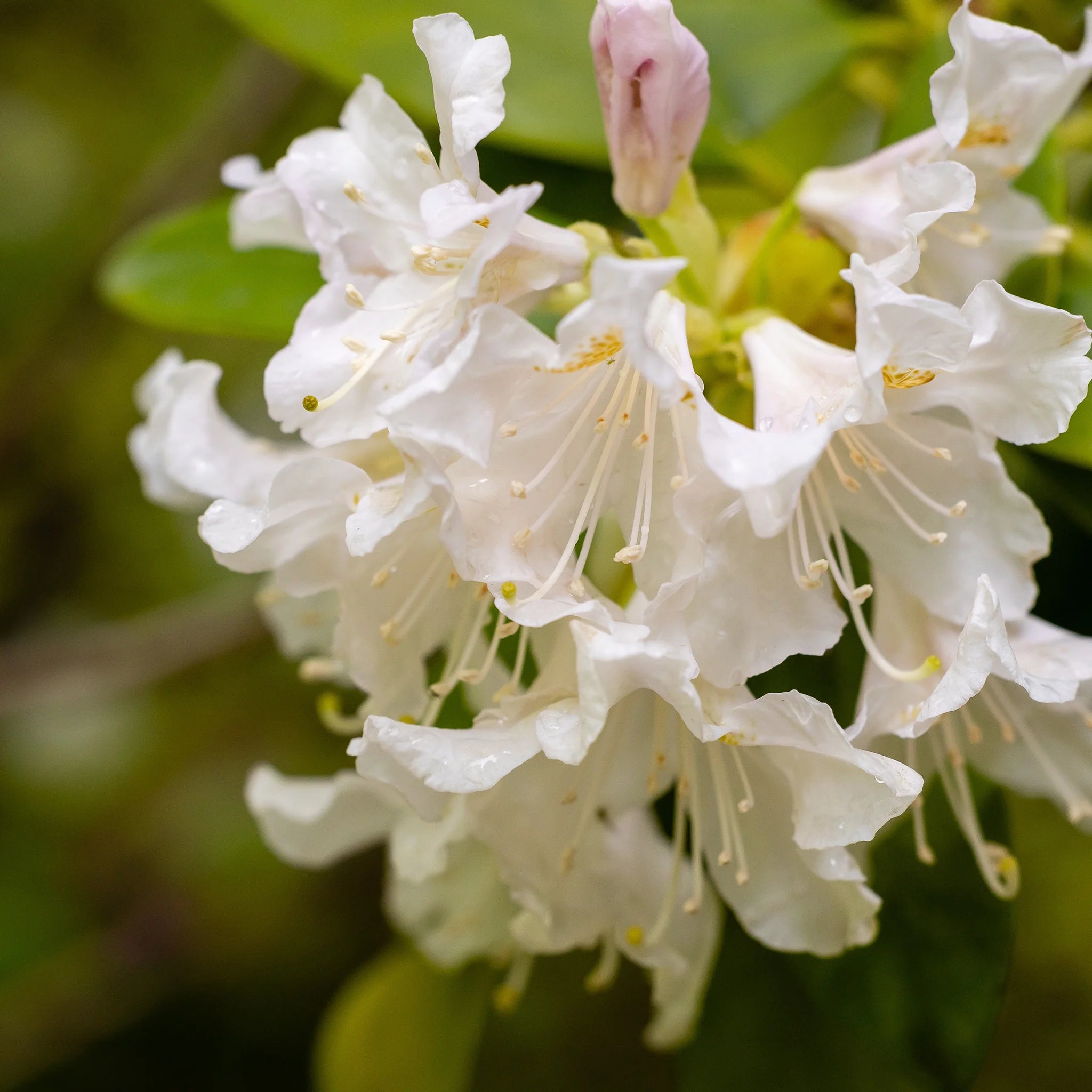 Rhododendron Cunninghams White