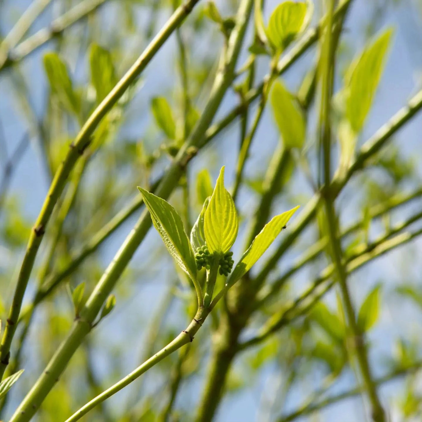 Gelbholz-Hartriegel