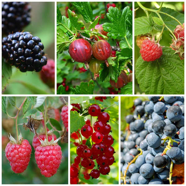 Gemengde fruittuin voor grote tuinen