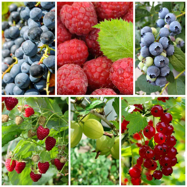 Gemengde fruittuin met oude soorten