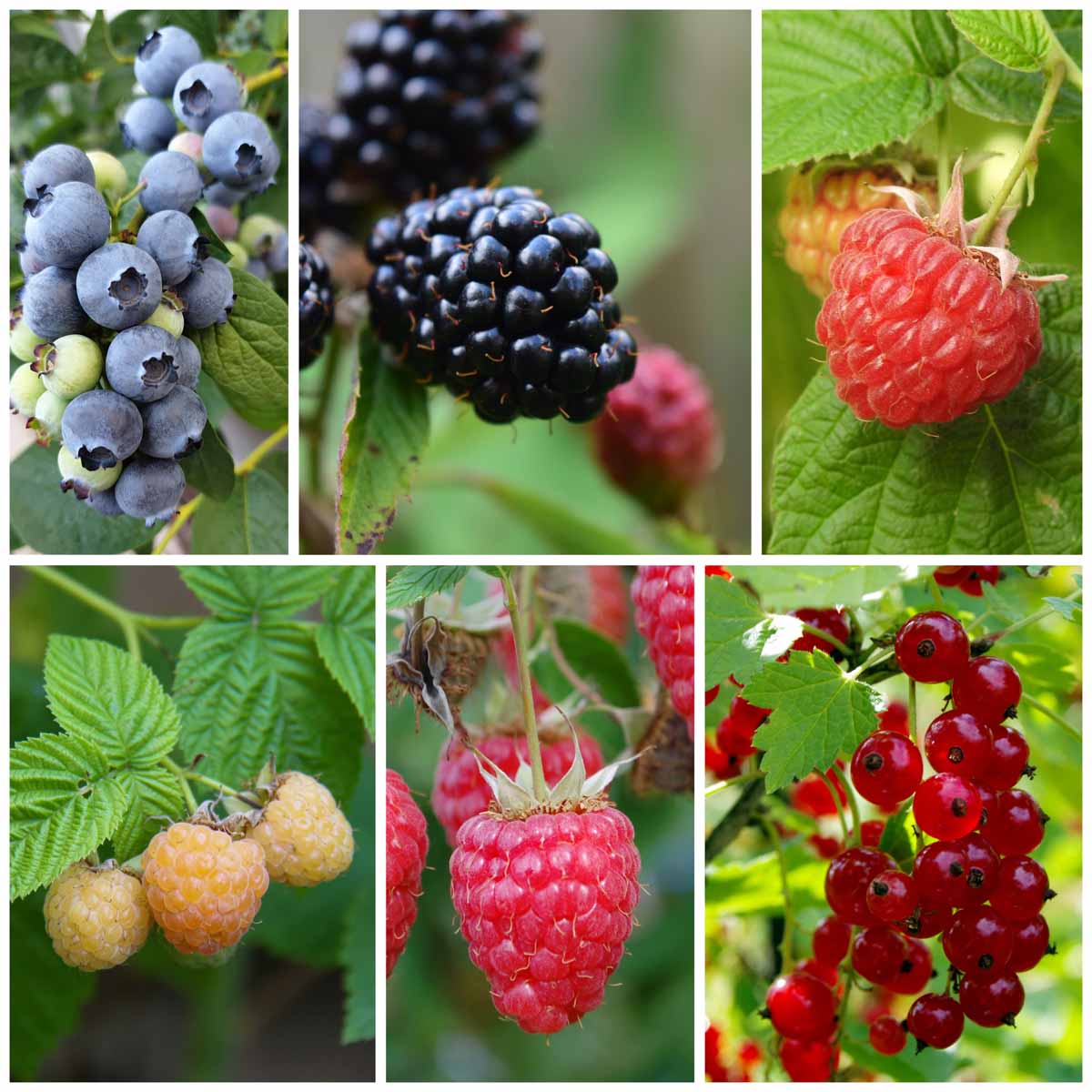 Obstgarten für Kinder