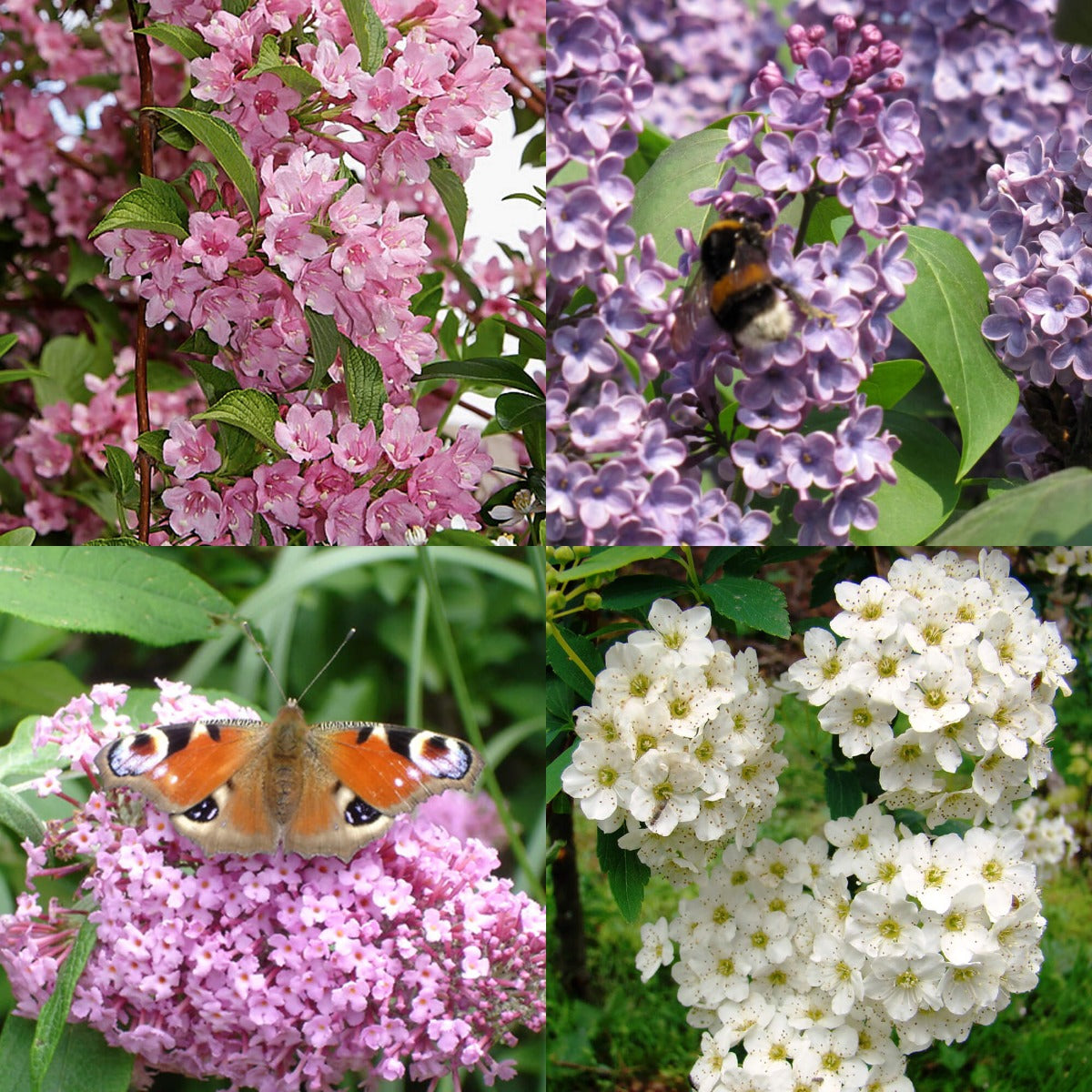 Hecke für Schmetterlinge und Bienen