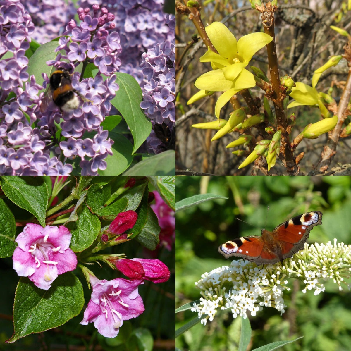 Hohe blühende Hecke