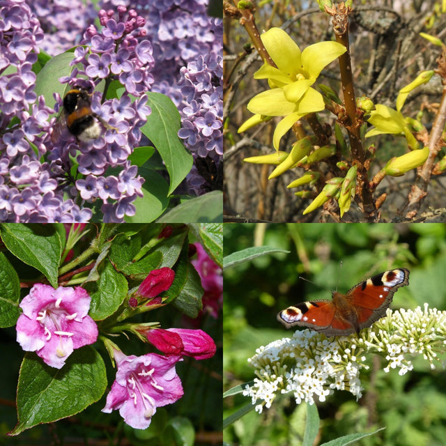 Hohe blühende Hecke