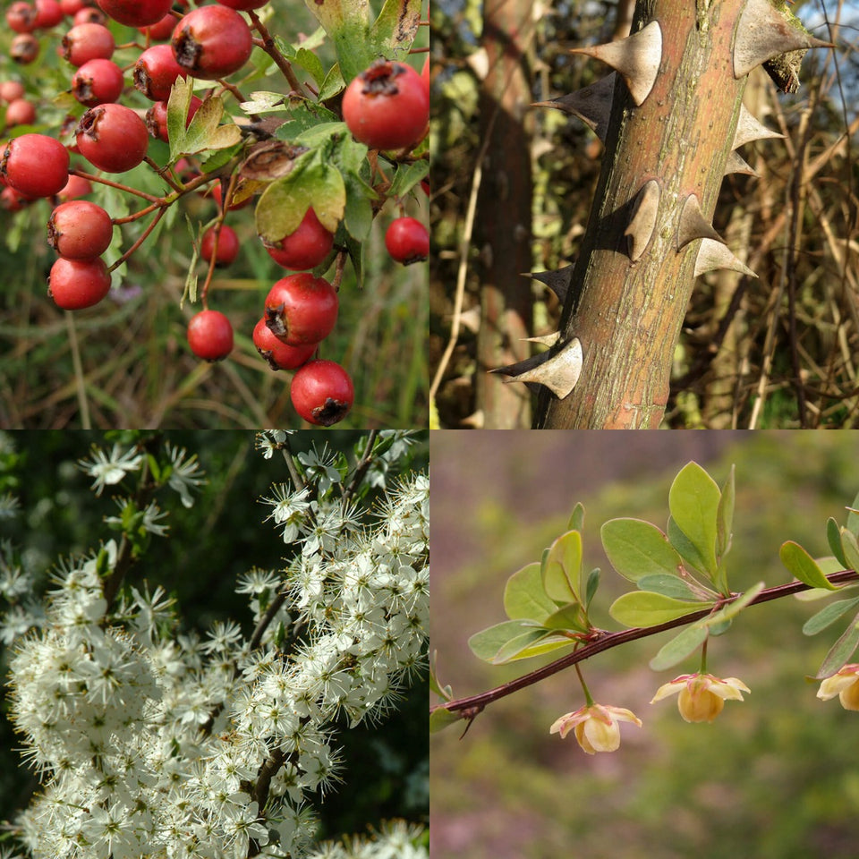 Hohe einbruchhemmende Hecke