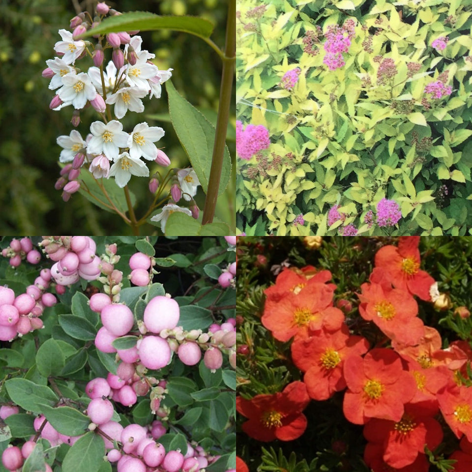 Niedrige blühende Hecke