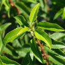 Portugiesischer Kirschlorbeer