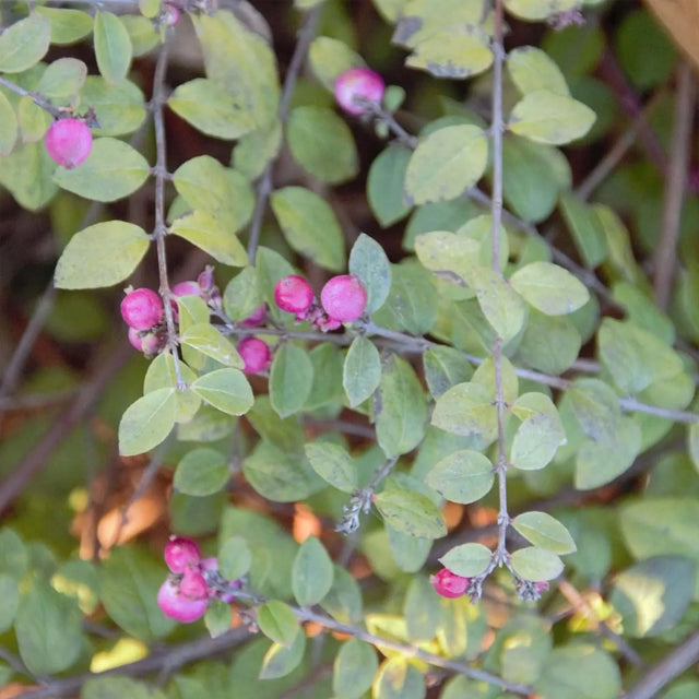 Schneebeere Magic Berry