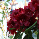 Rhododendron Moser's Maroon