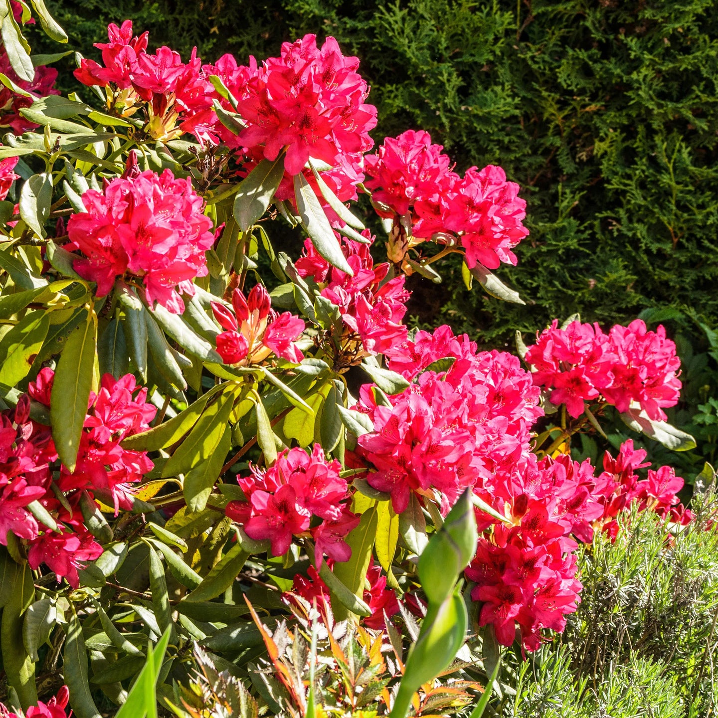 Rhododendron Nova Zembla