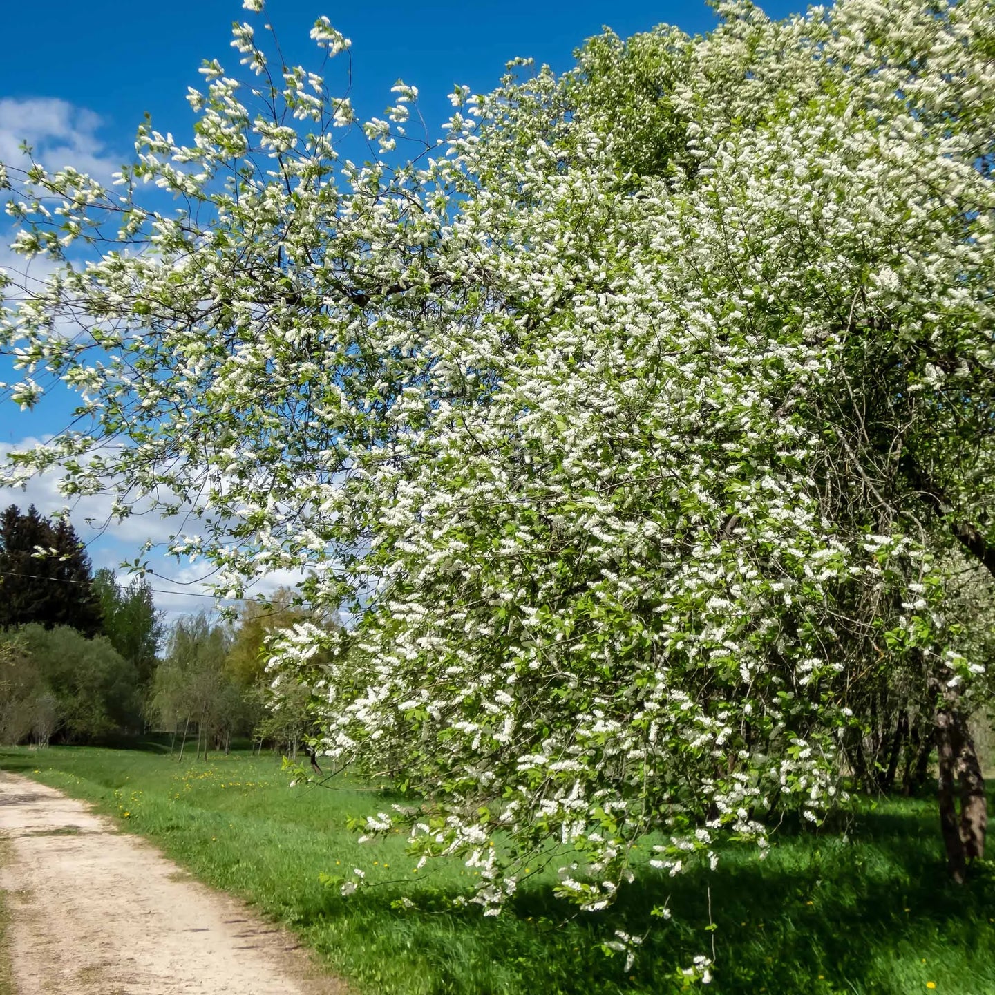 Gewöhnliche Traubenkirsche