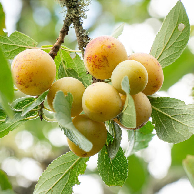 Pflaumenbaum 'Reine Claude d'Oullins'