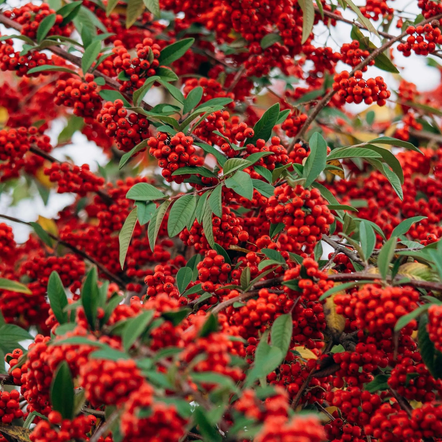 Roter Feuerdorn