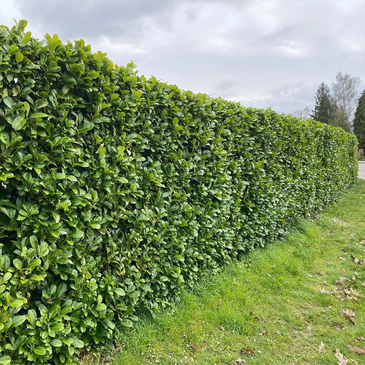 Kirschlorbeer Rotundifolia