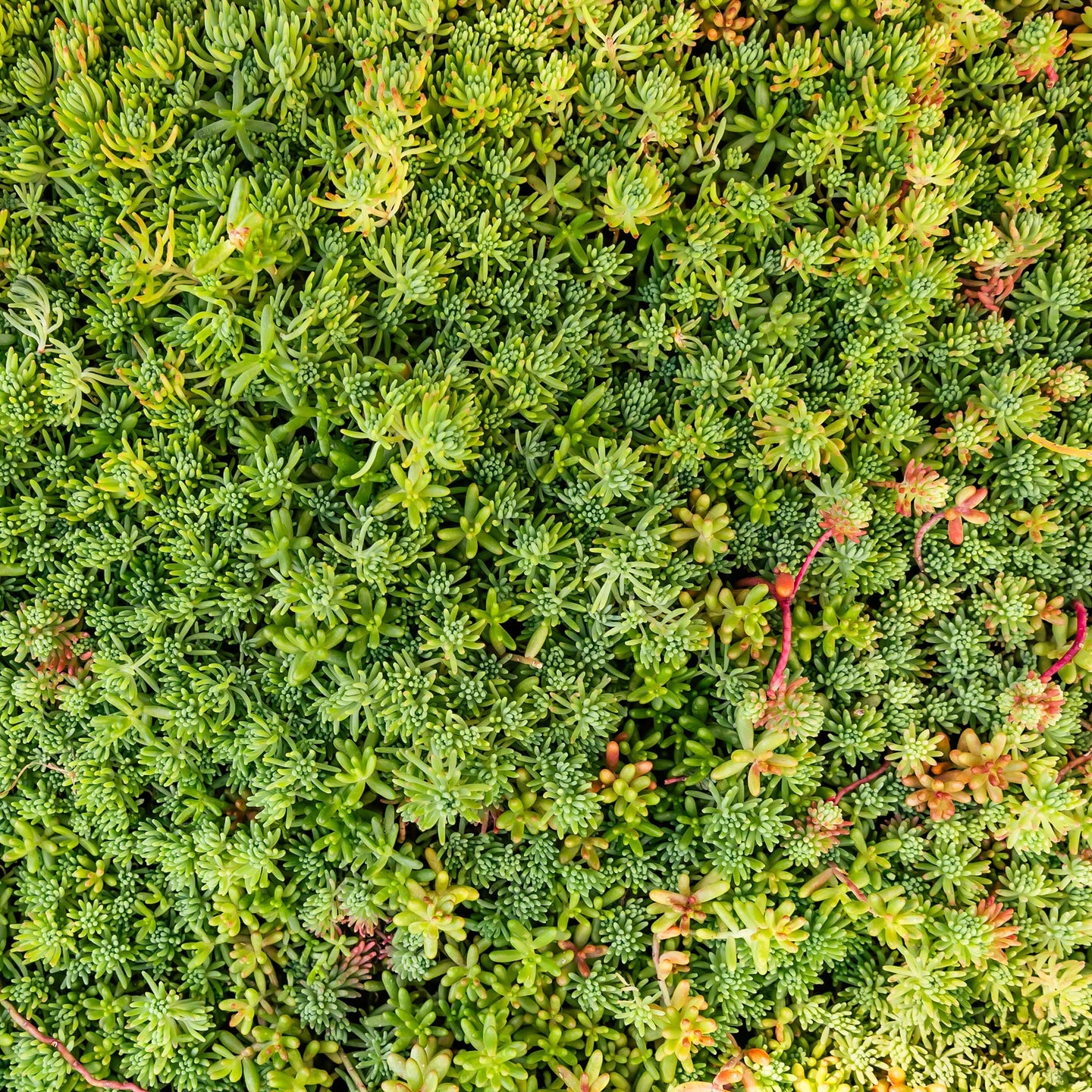 Dachbegrünung System mit Sedum Standard