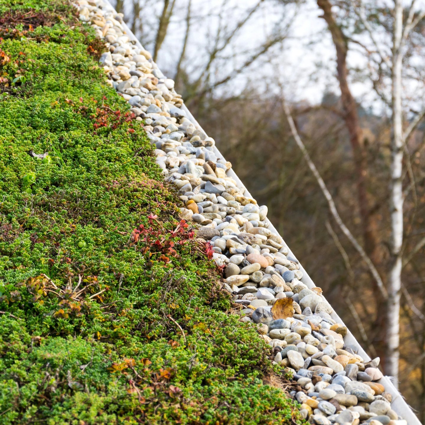 Dachbegrünung System Leichtgewicht mit Sedum