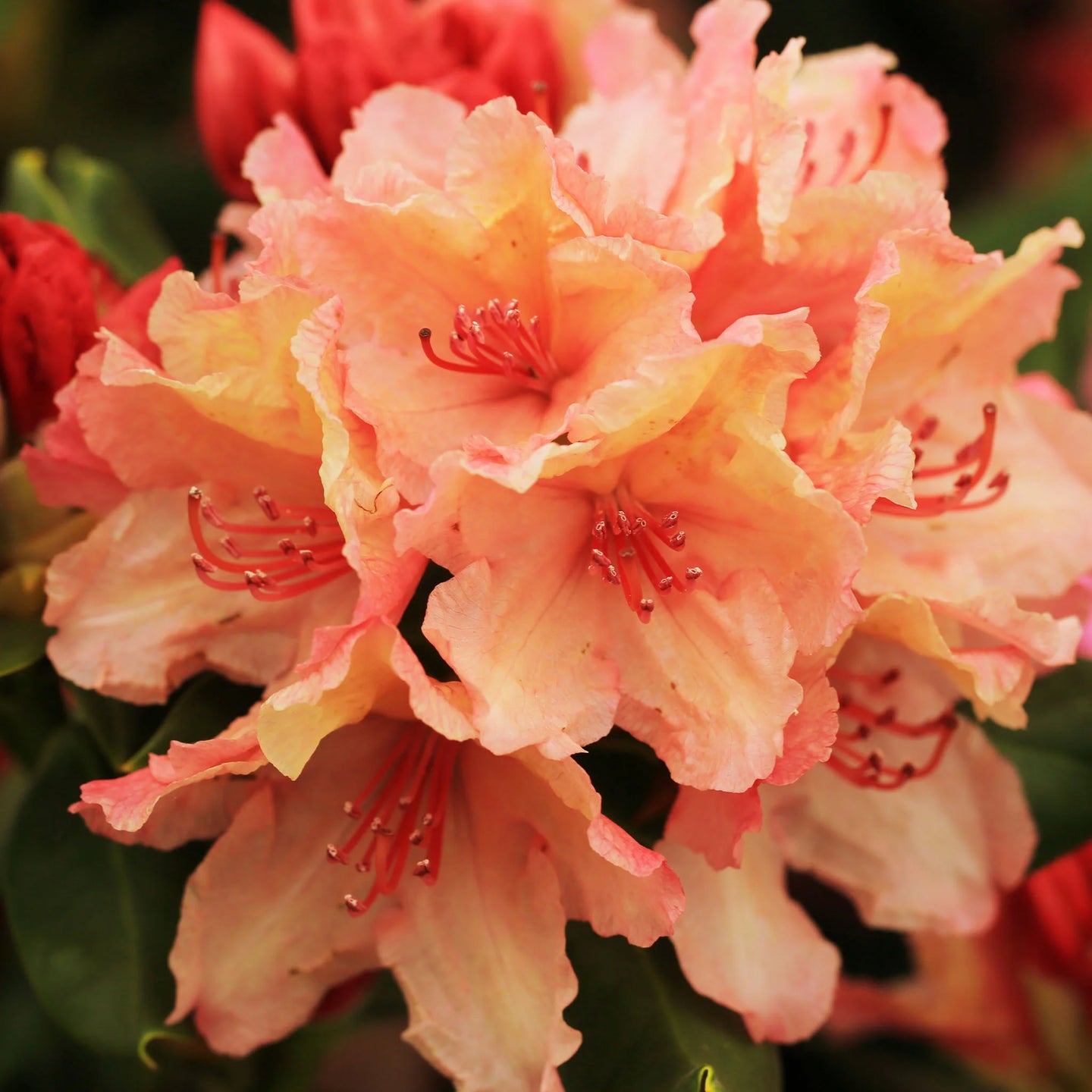 Rhododendron Tortoiseshell Orange