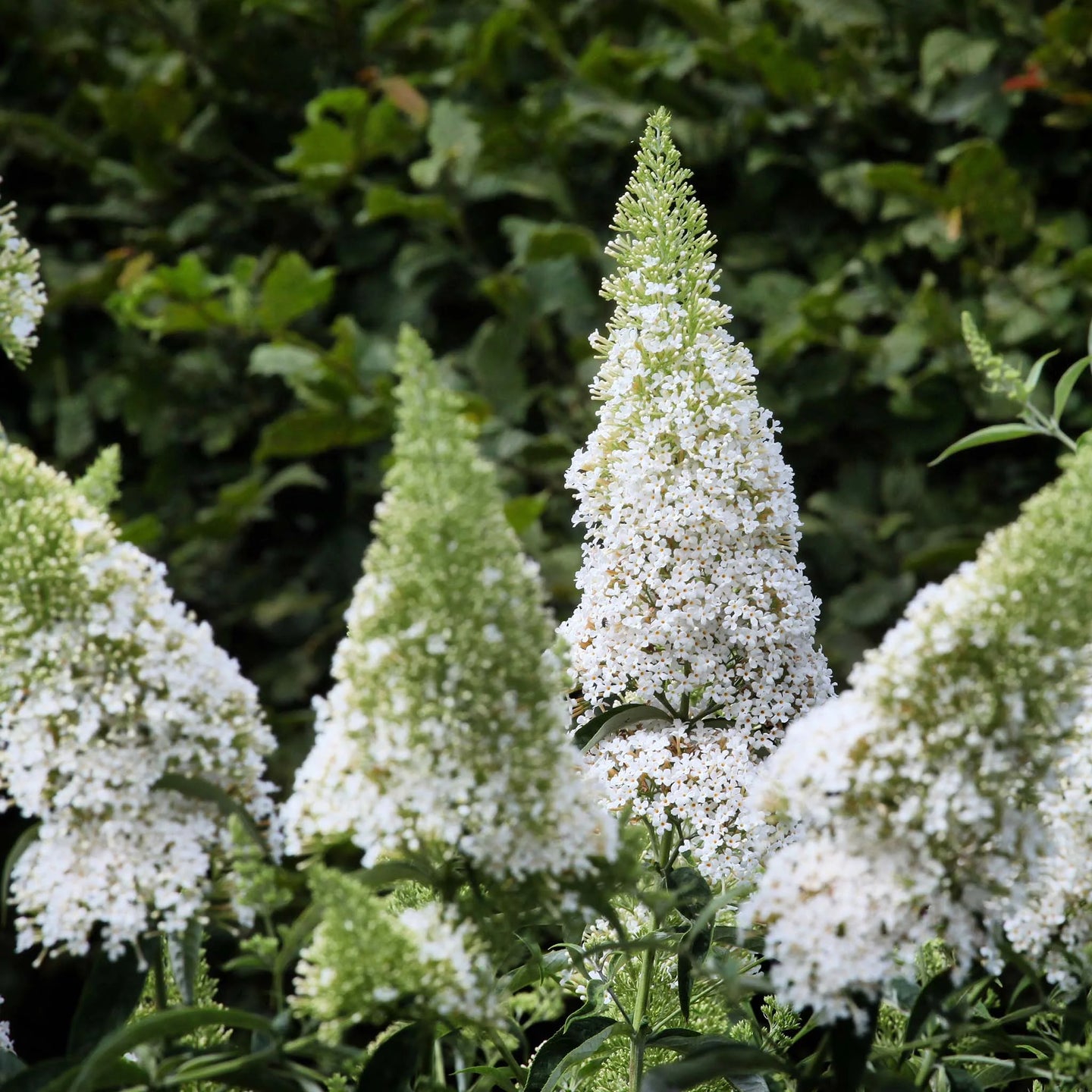 Schmetterlingsstrauch White Profusion