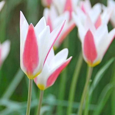 100 x Wildtulpe 'Peppermintstick'