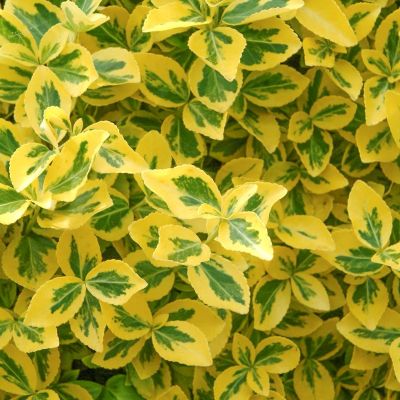 Kriechspindel 'Emerald 'n Gold'