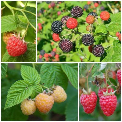 Gemischter Obstgarten Himbeeren Mix