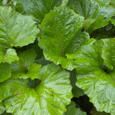 Staudenbeet Paket Gewöhnliche Pestwurz