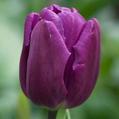 100 x Triumph-Tulpe 'Purple Prince'