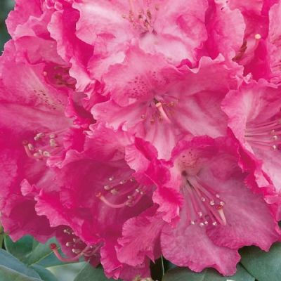 Rhododendron Germania