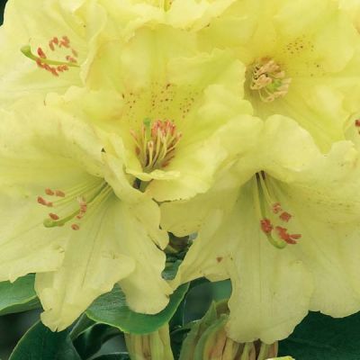 Rhododendron 'Horizon Monarch'