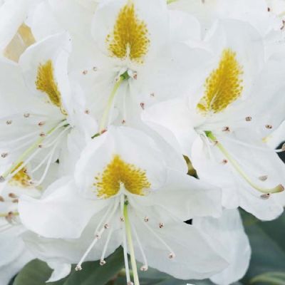 Rhododendron 'Madame Masson'