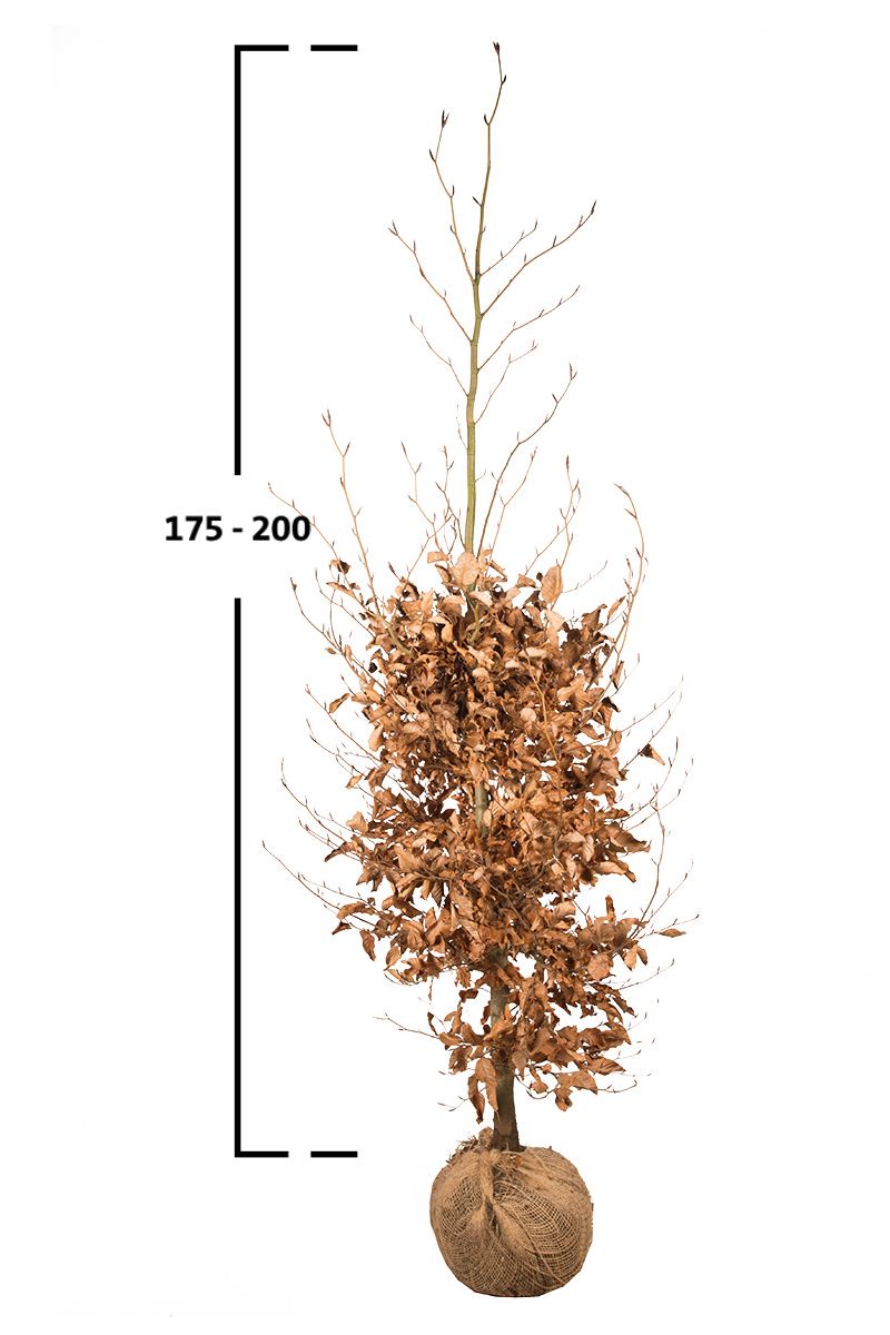 Rotbuche, Gemeine Buche (Fagus sylvatica)