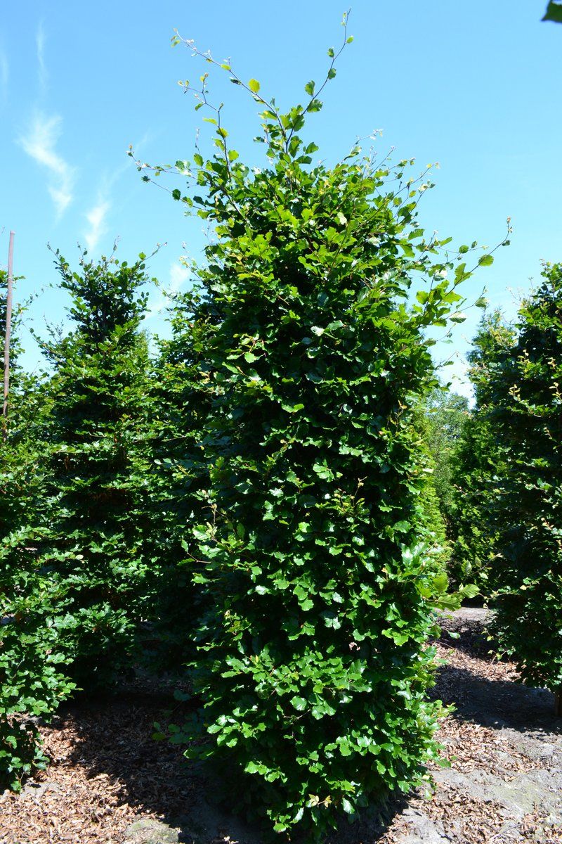 Rotbuche, Gemeine Buche (Fagus sylvatica)