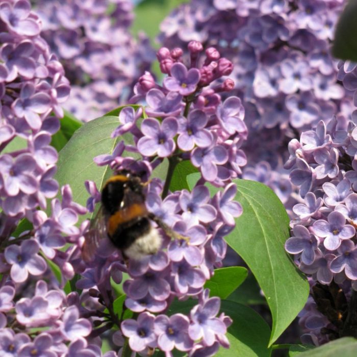 Gewöhnlichen Flieder kaufen (Syringa vulgaris) Garmundo